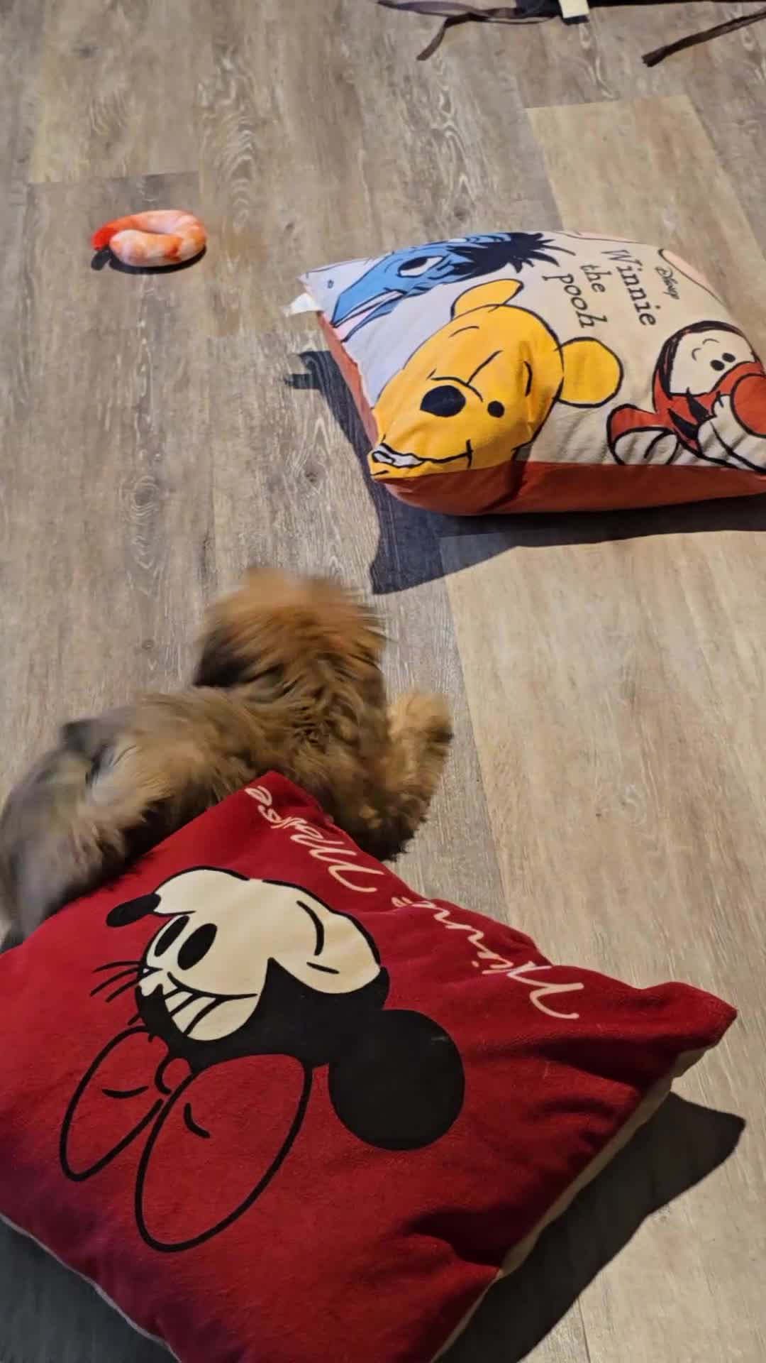 Shorkie dogs for sale: Sandy - Video 1
