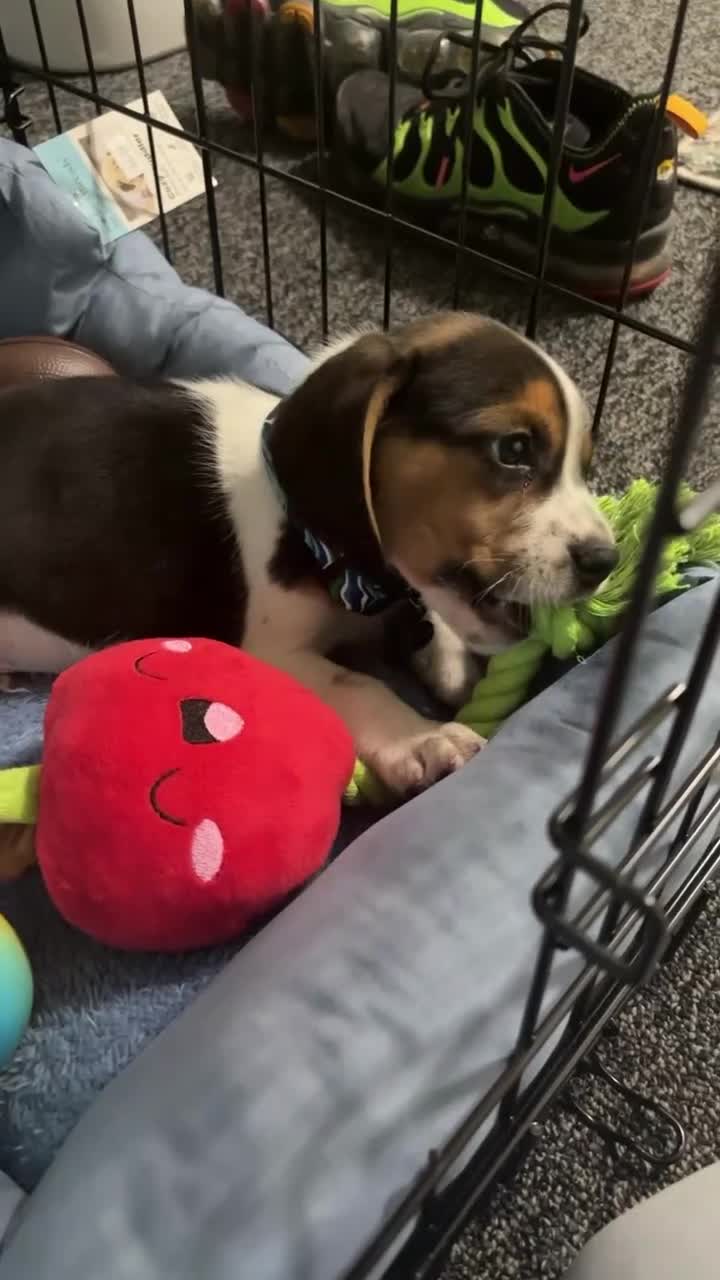 Beagle dogs for sale: Milo Ace - Video 1