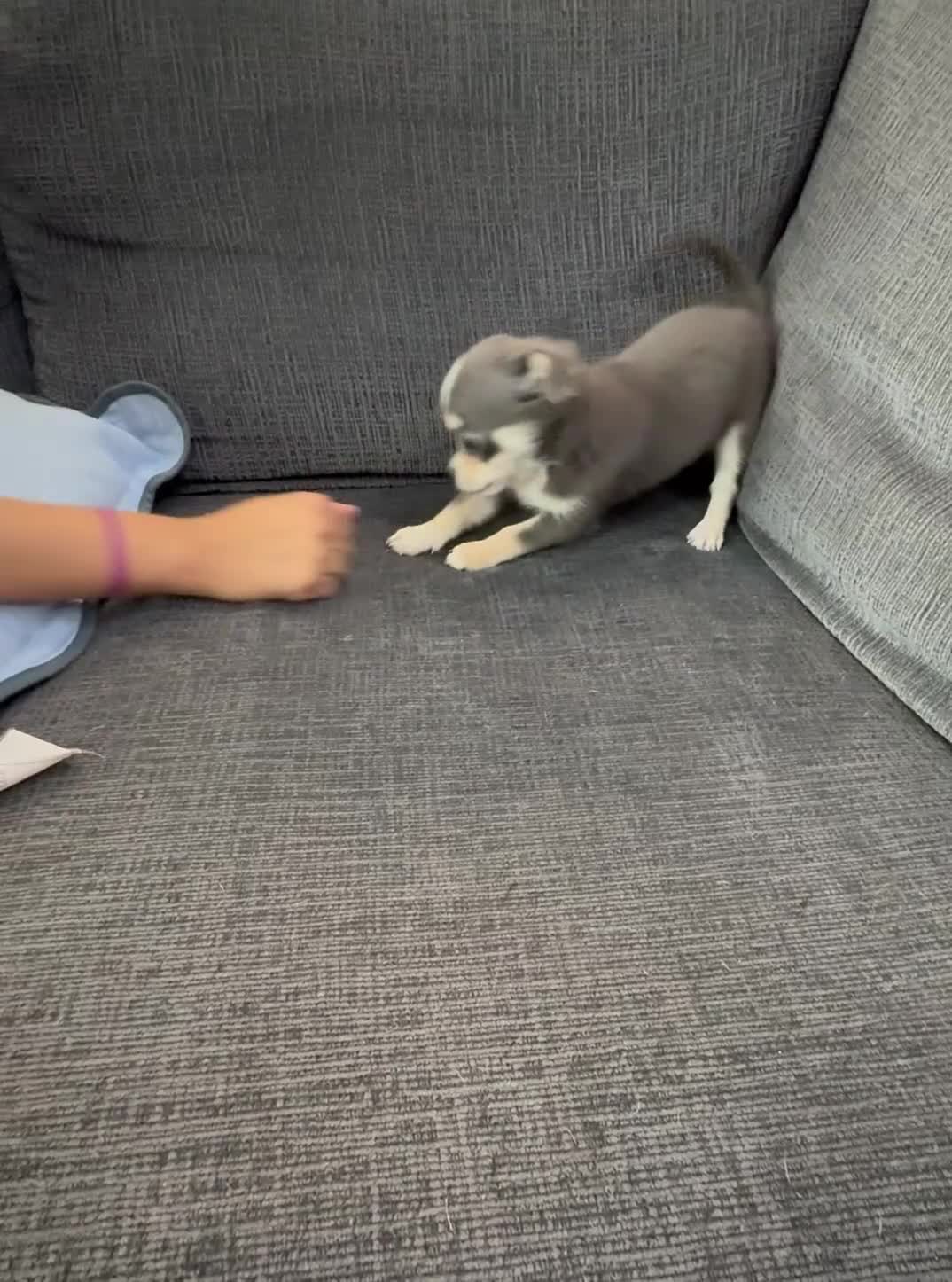 Chihuahua dogs for sale: blue tri - Video 1