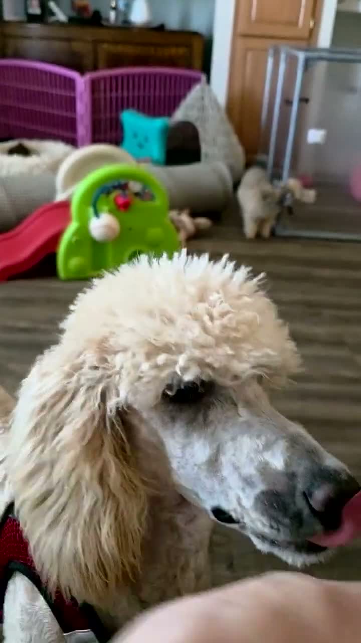 Standard Poodle dogs for sale: Marlee's Mystic Sunflower - Video 1
