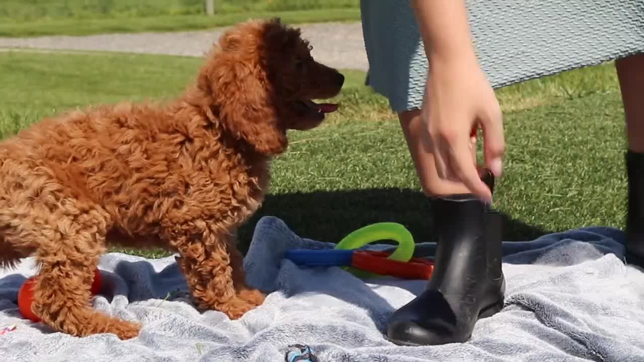 Miniature Labradoodle dogs for sale: Treva - Video 1