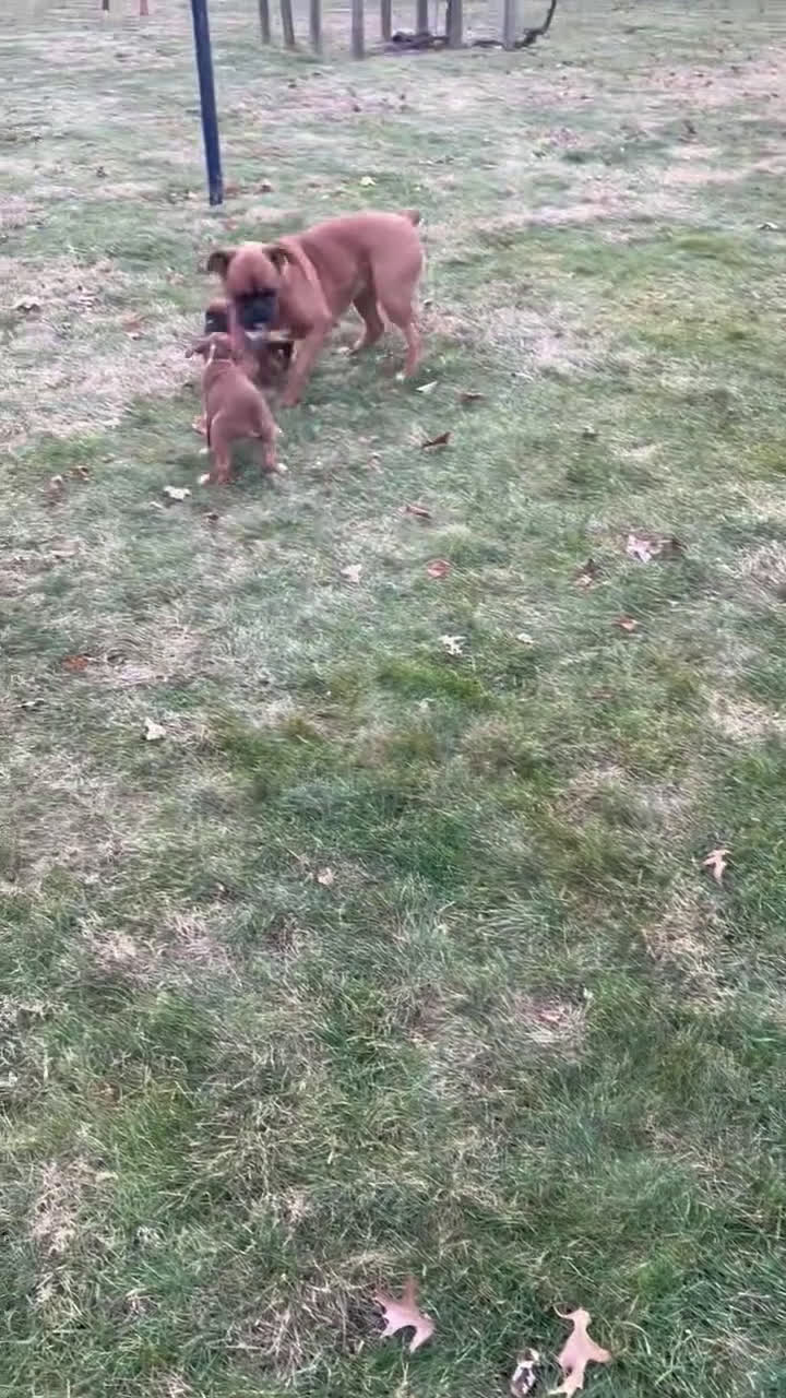 Boxer dogs for sale: Hank - Video 5