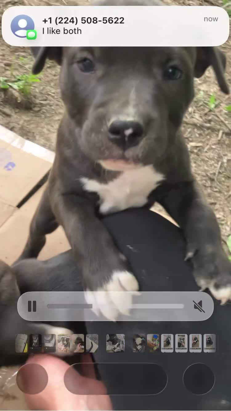 American Pit Bull Terrier dogs for sale: American Pit Bull Terrier 3 - Video 5