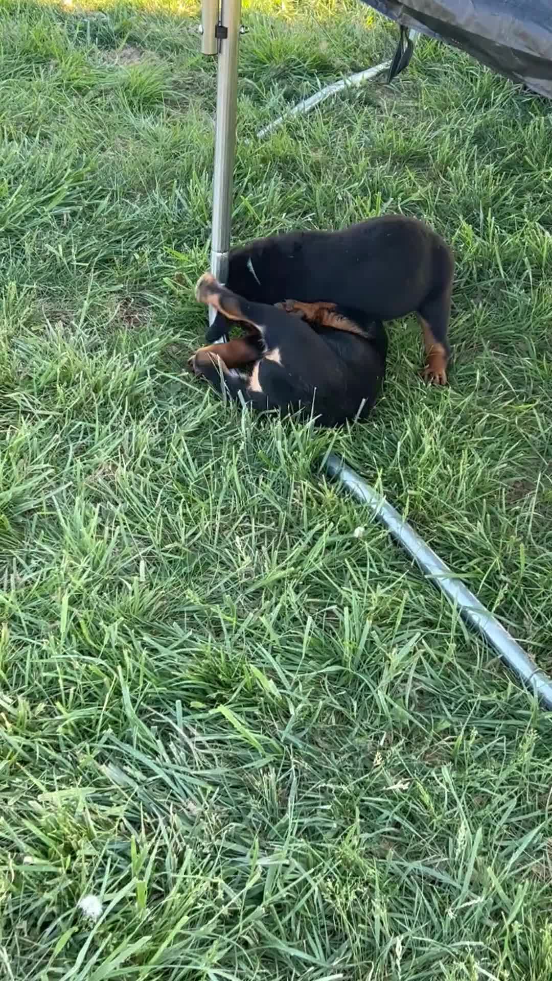 Rottweiler dogs for sale: Rottweiler Puppy 2 - Video 1