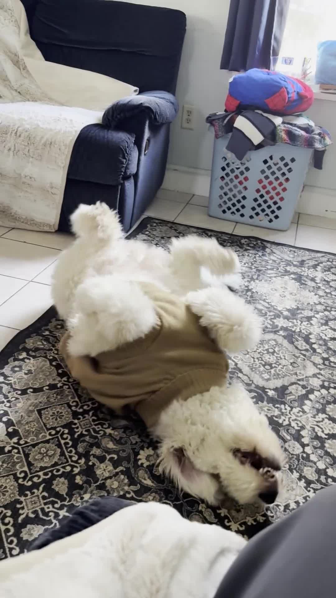 Mixed Breed dogs for sale: Fifi - Video 1