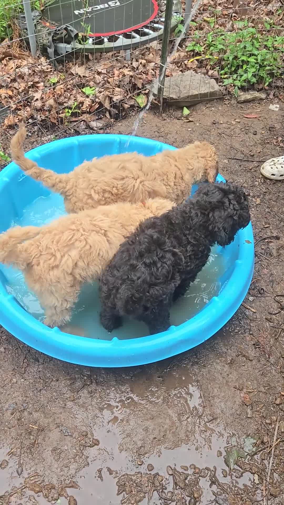 Standard Poodle dogs for sale: Lily - Video 3