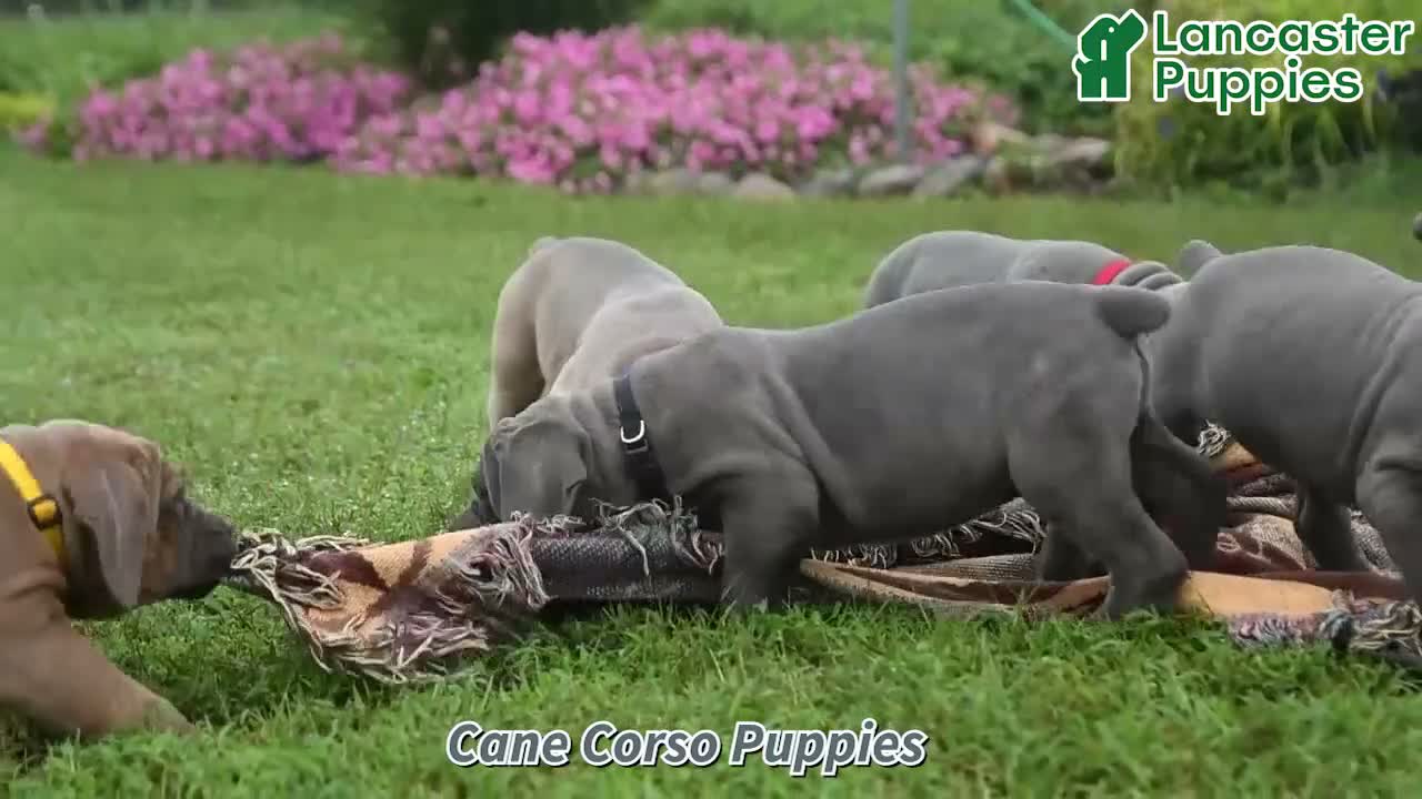 Cane Corso dogs for sale: Charm  - Video 1