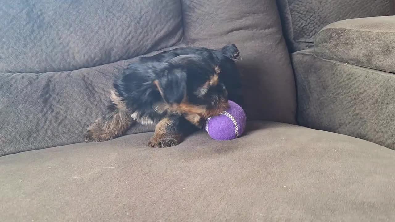 Yorkshire Terrier dogs for sale: Reba - Video 8