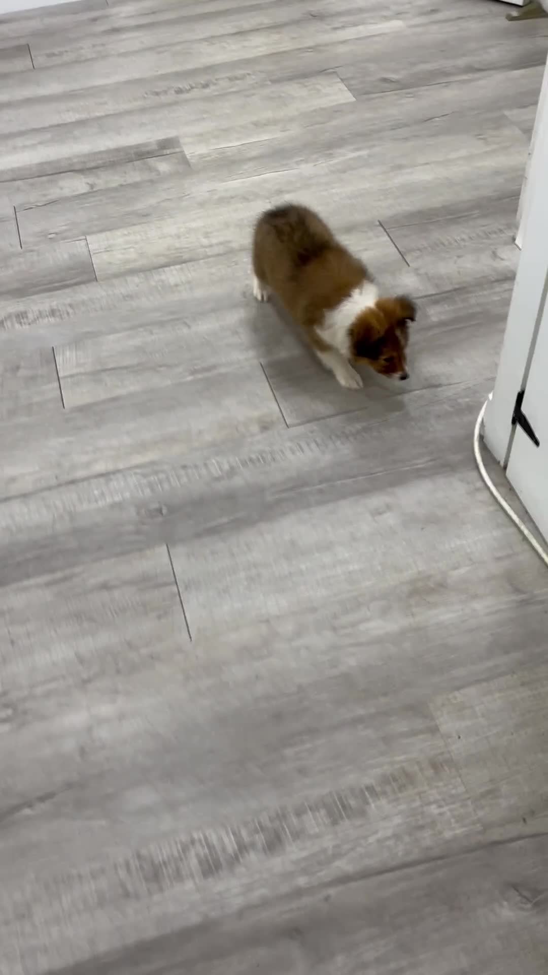 Shetland Sheepdog dogs for sale: Lacy - Video 1