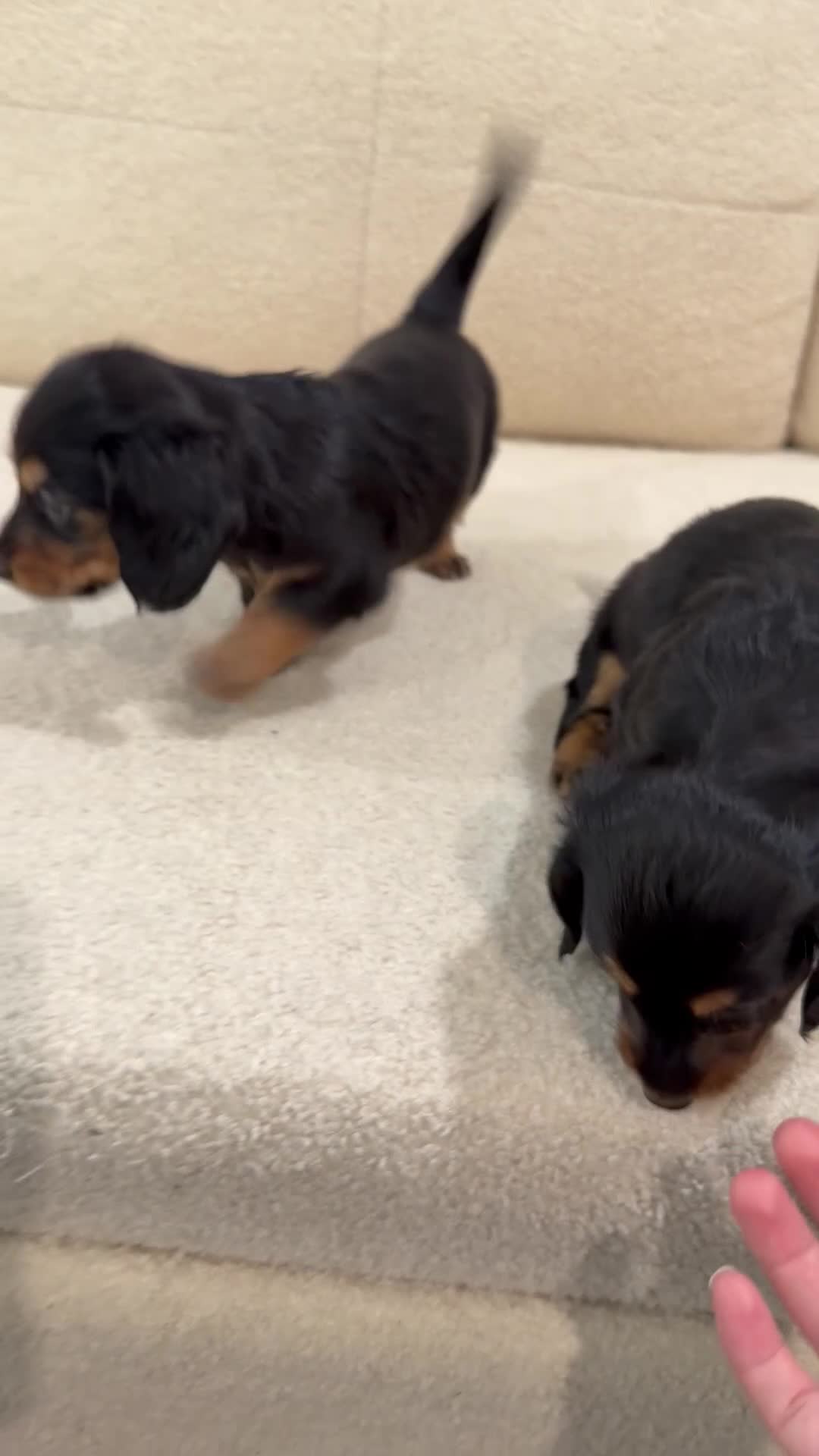 Miniature Dachshund dogs for sale: Miniature Dachshund 1 - Video 1