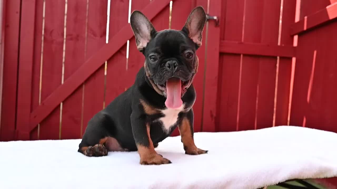 French Bulldog dogs for sale: Isaiah - Video 1