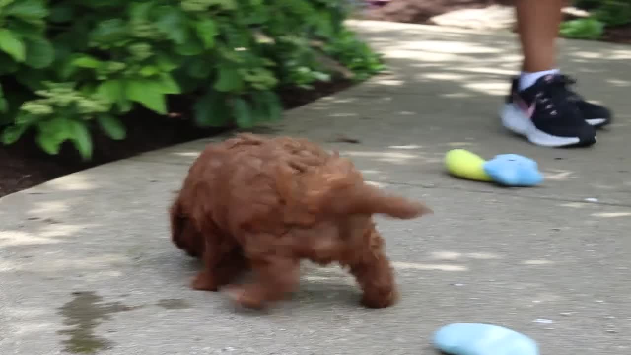 Cavapoo dogs for sale: Theo - Video 1