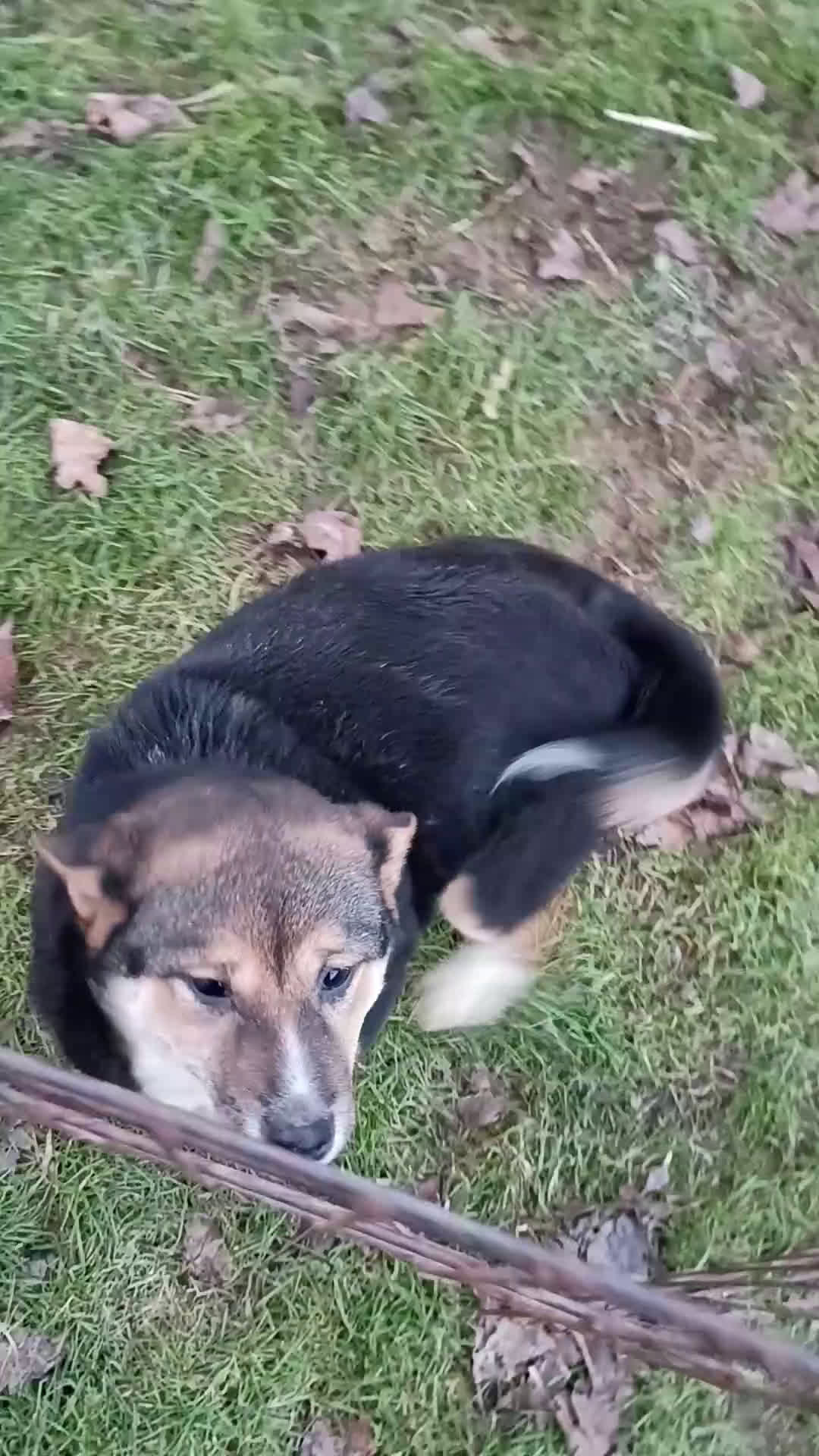 Shiba Inu dogs for sale: Holly  - Video 2