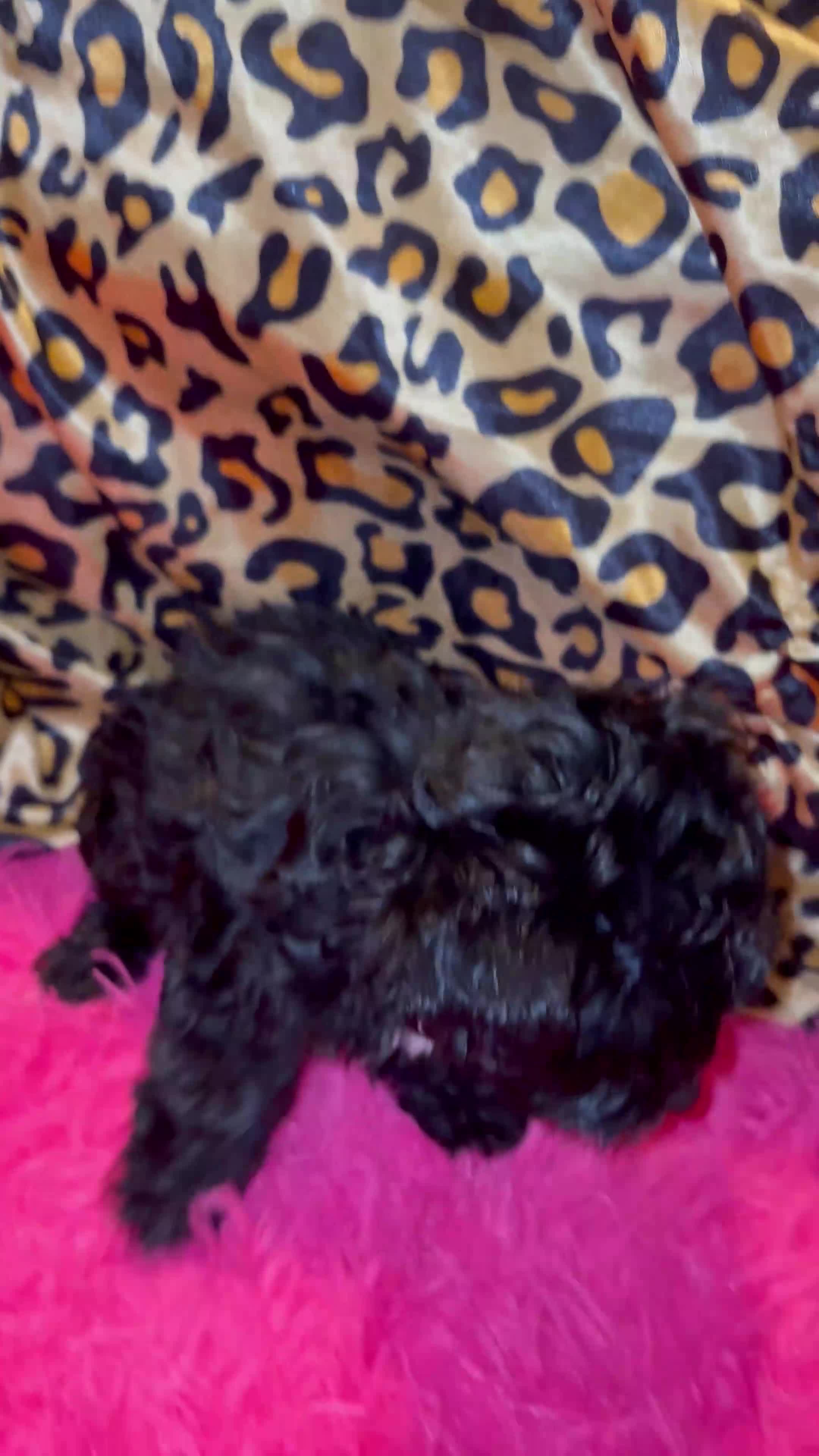 Maltipoo dogs for sale: Kiwi 🥝  - Video 1