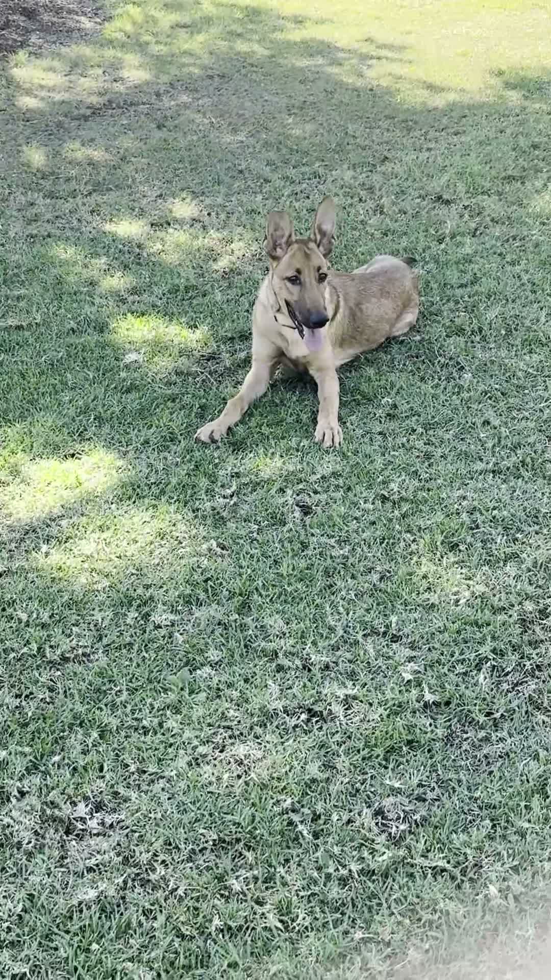 Mixed Breed dogs for sale: Apollo - Video 3