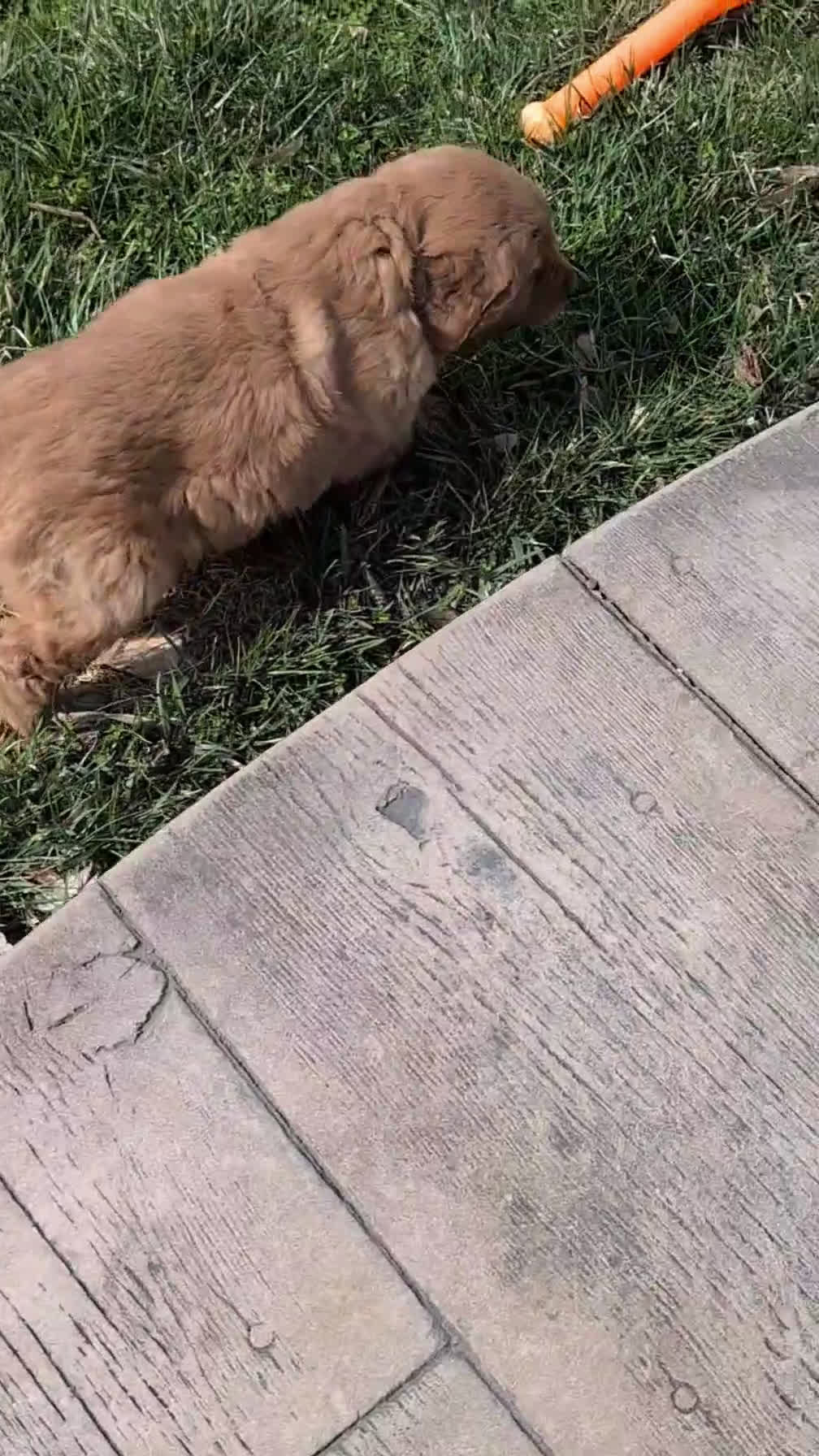 Golden Retriever dogs for sale: Duke - Video 1