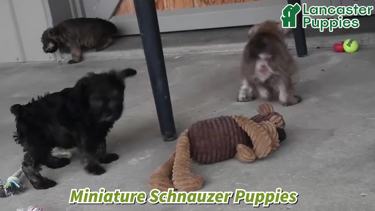 Miniature Schnauzer dogs for sale: Martha - Video 1