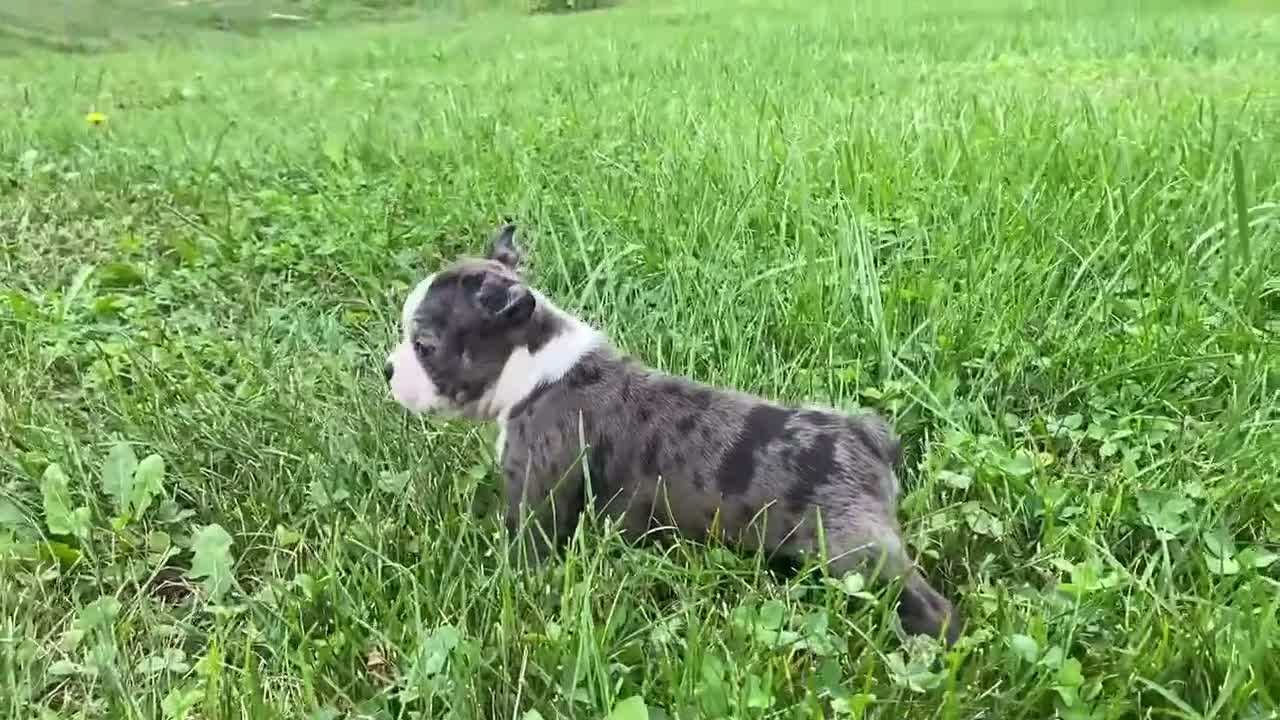 Boston Terrier dogs for sale: Galaxie - Video 1