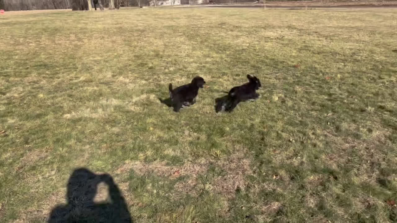 Standard Poodle dogs for sale: Cookie - Video 1