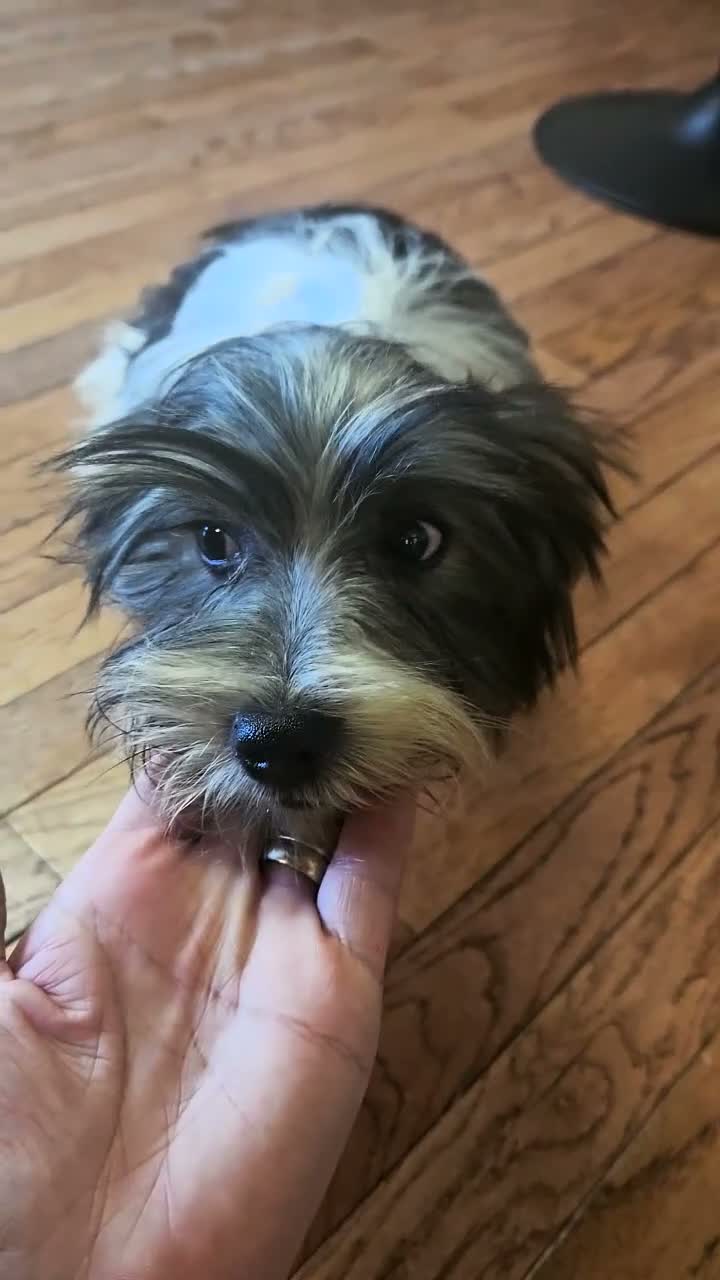 Yorkshire Terrier dogs for sale: Yorkshire Terrier 1 - Video 1