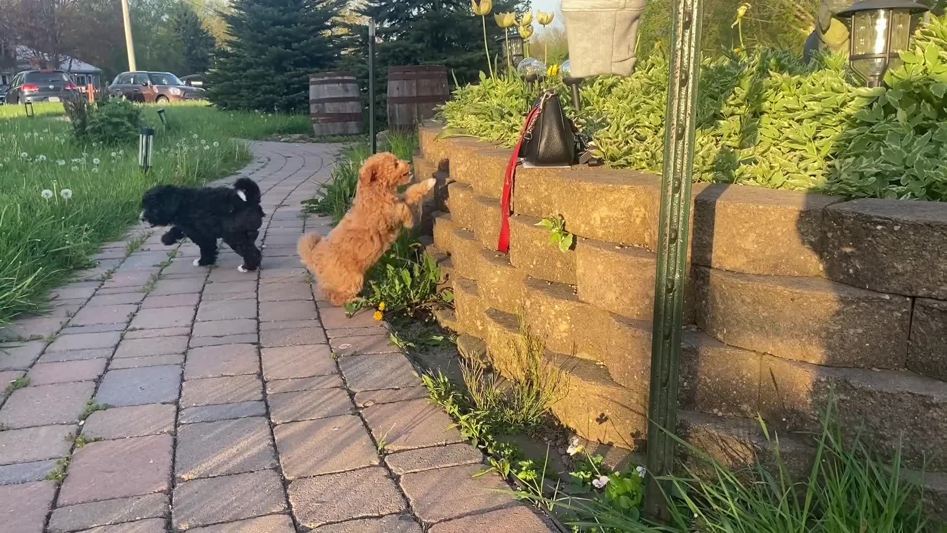 Mini Goldendoodle dogs for sale: Queen Callie Ann - Video 1