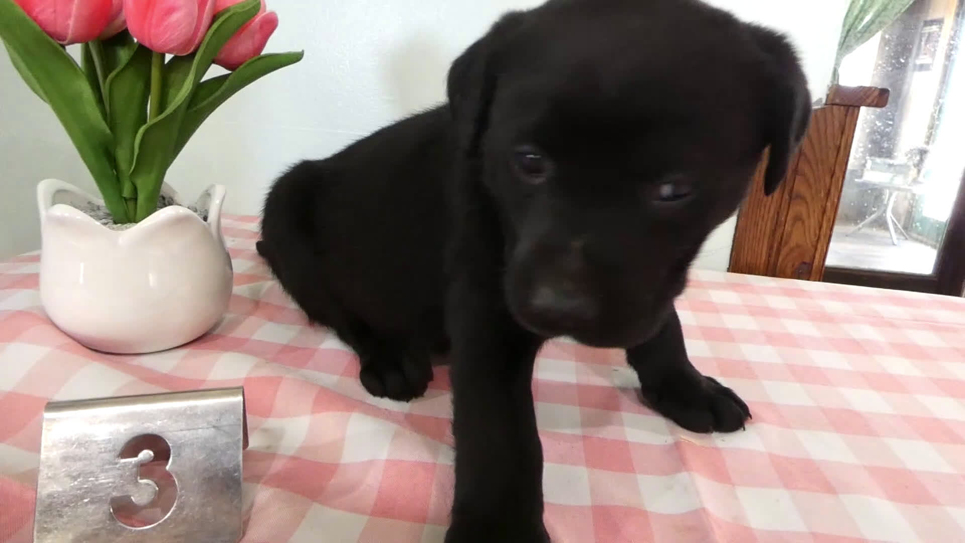 Labrador Retriever dogs for sale: Labrador Retriever Puppy 3 Coco - Video 1