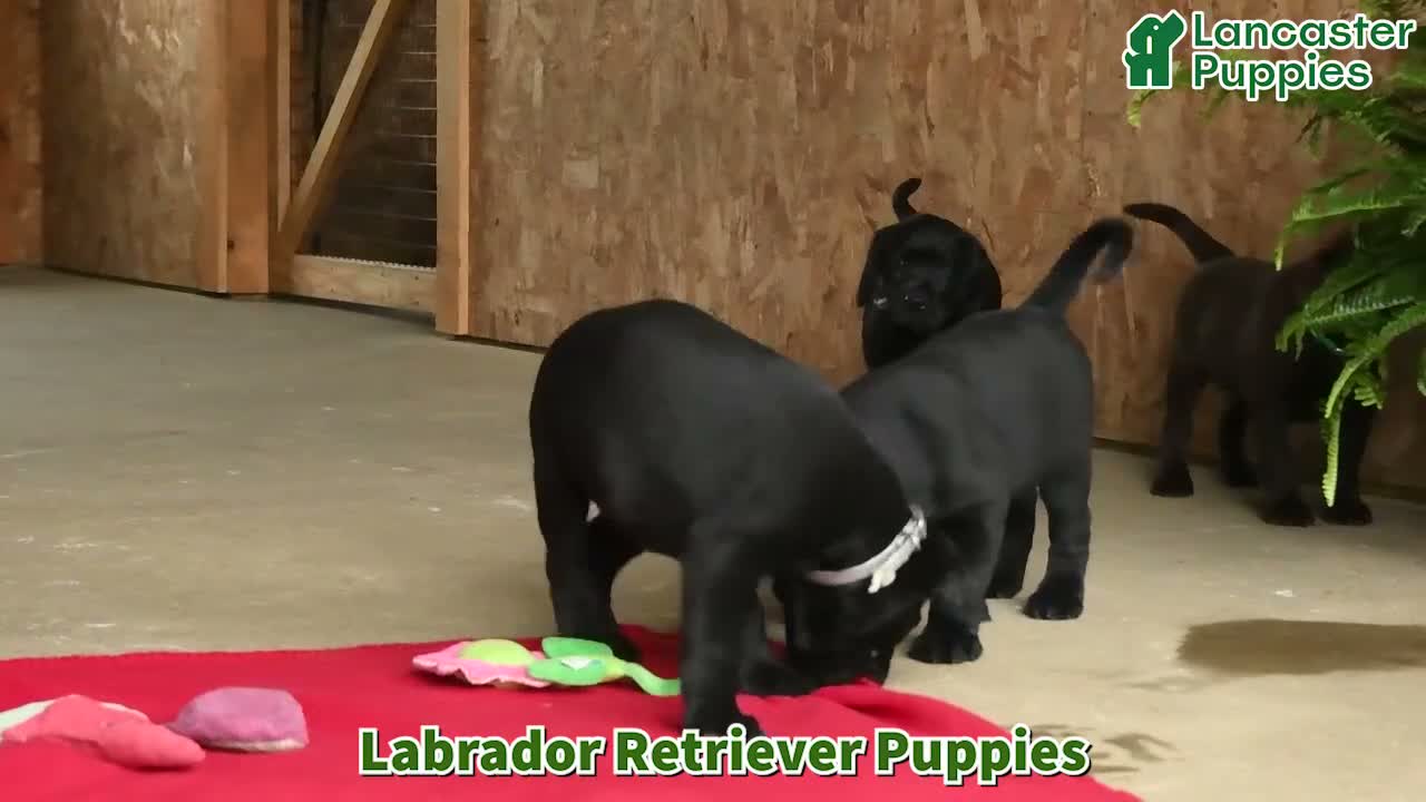 Labrador Retriever dogs for sale: Bear - Video 1
