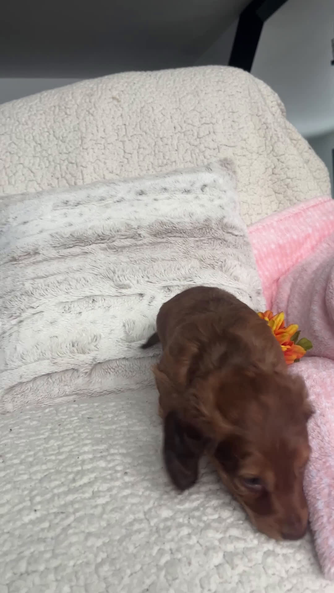 Miniature Dachshund dogs for sale: Kathy - Video 1