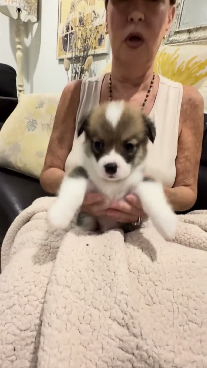 Welsh Corgi Pembroke dogs for sale: Shakes - Video 1