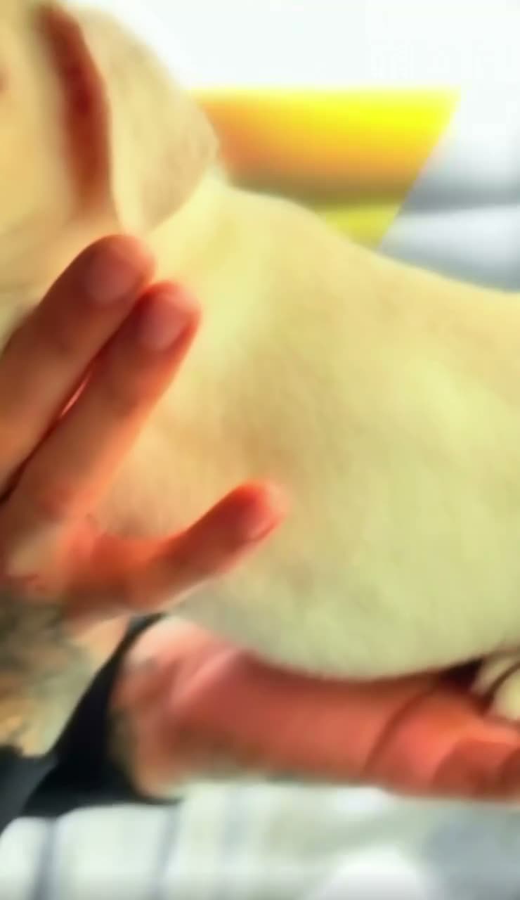 French Bulldog dogs for sale: French Bulldog 1 Aj - Video 1
