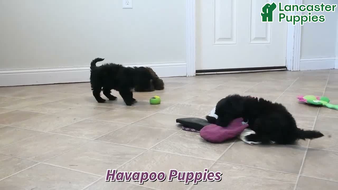Havapoo dogs for sale: Bouncer - Video 1