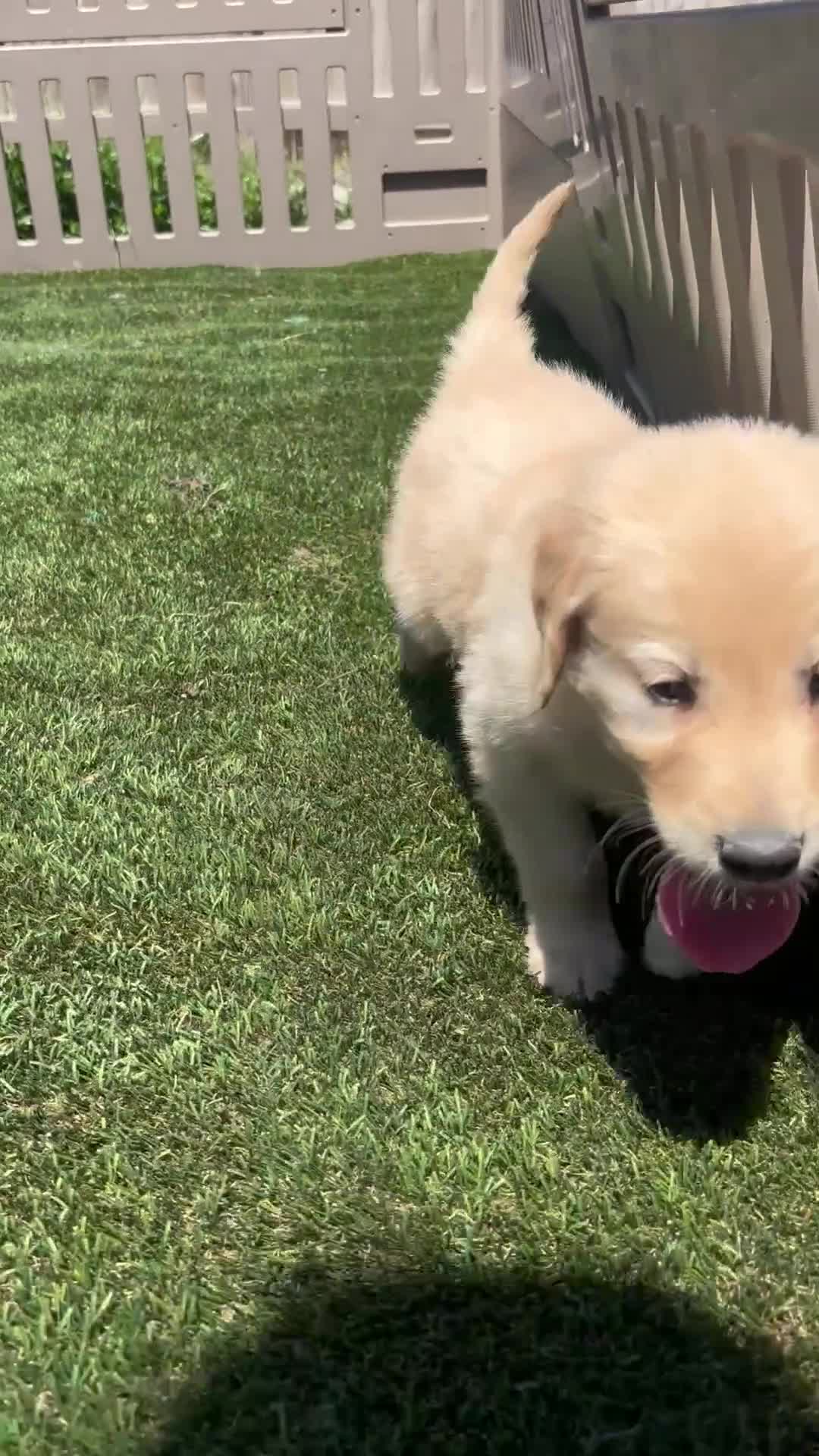 Golden Retriever dogs for sale:  Poppy - Video 1
