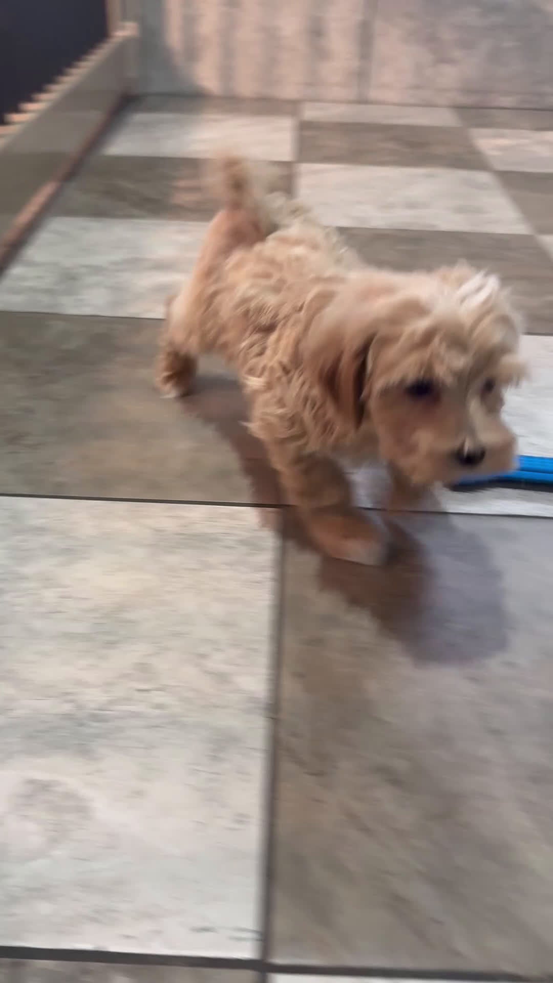 Maltipoo dogs for sale: Ace - Video 1