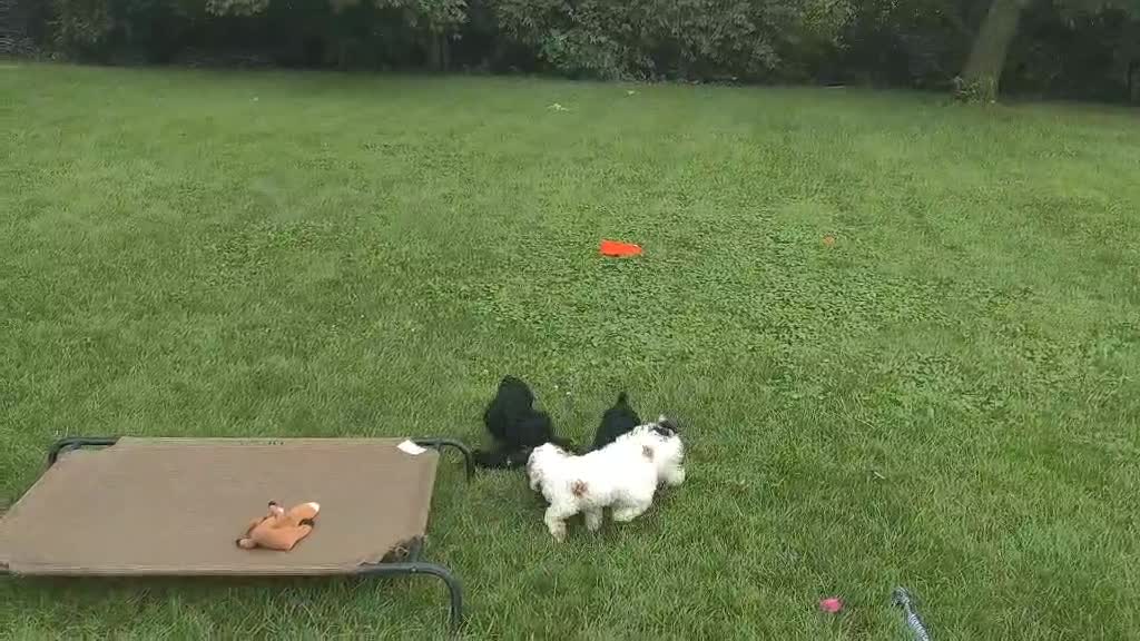 Toy Poodle dogs for sale: Stella - Video 1