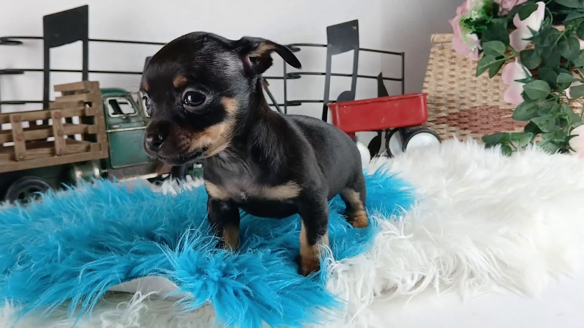 Chihuahua dogs for sale: Autumns blk tan boy Nationwide delivery  - Video 1