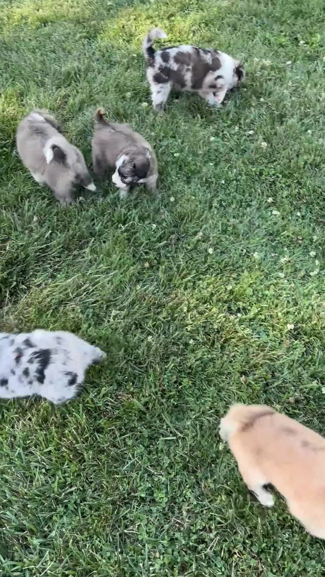 Mini Aussiedoodle dogs for sale: Cash - Video 2