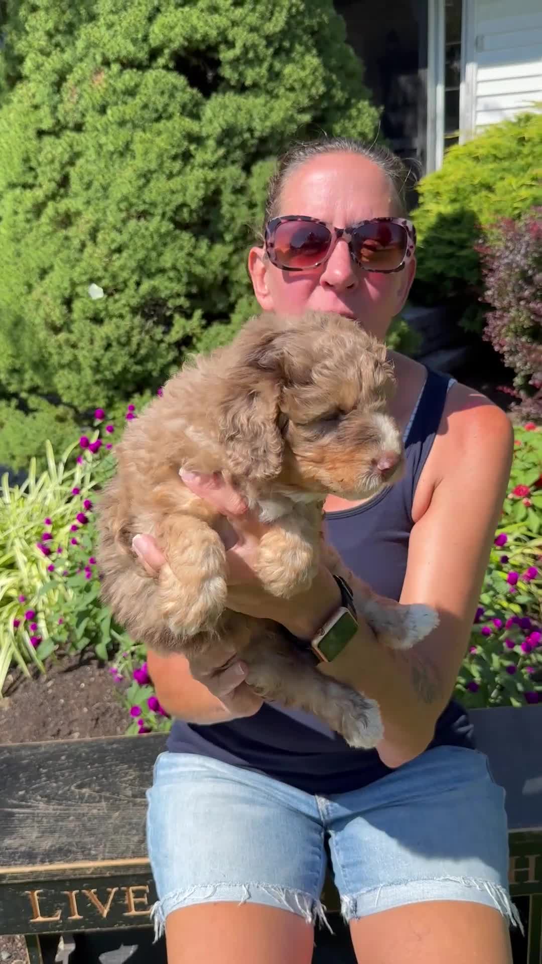 Bernedoodle dogs for sale: Chestnut - Video 1