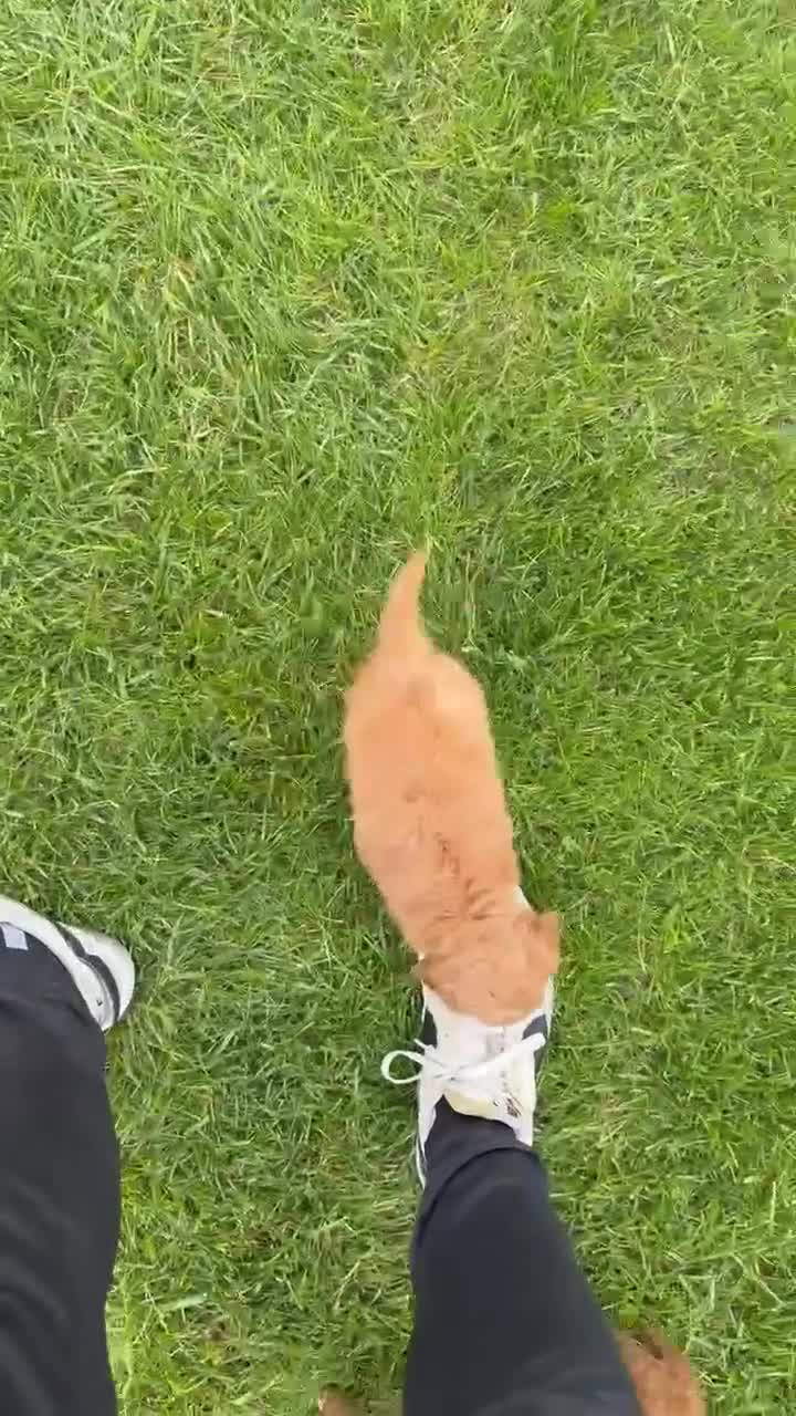 Cavapoo dogs for sale: Caesar - Video 2