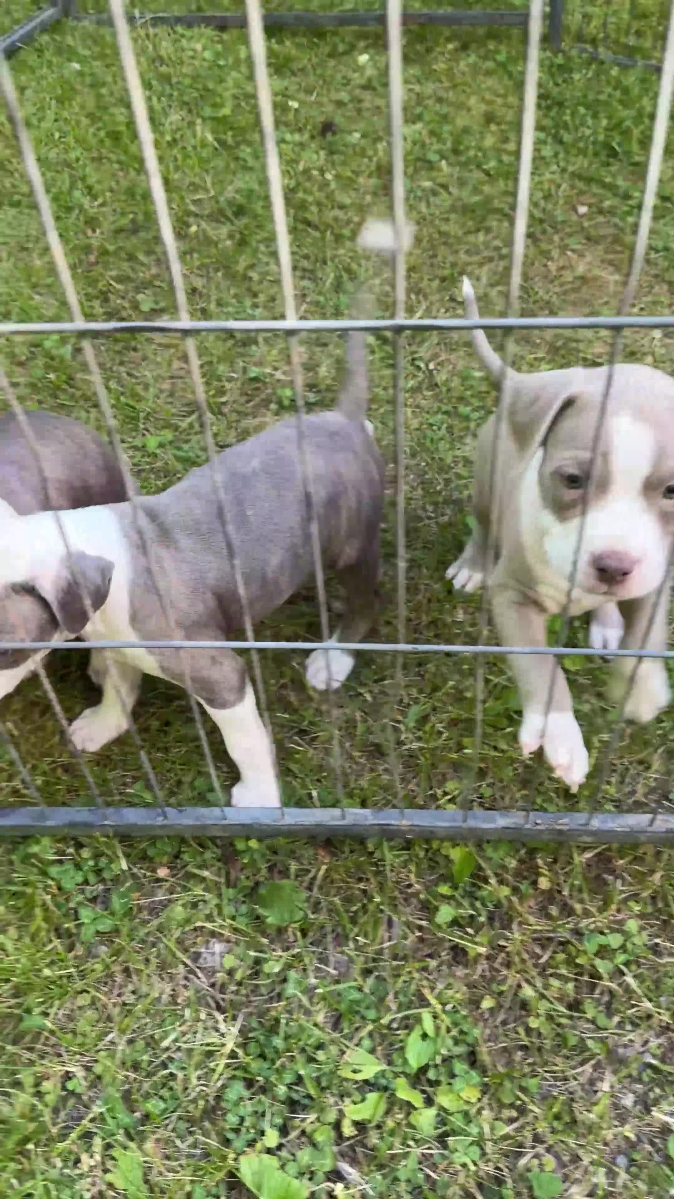 American Pit Bull Terrier dogs for sale: American Pit Bull Terrier 1 - Video 1
