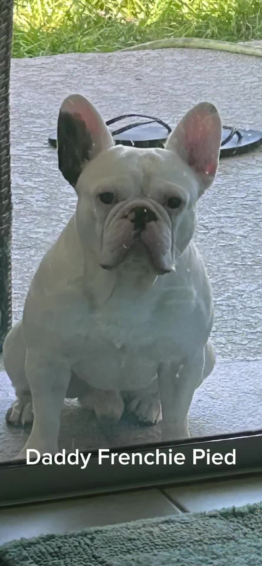 French Bulldog dogs for sale: Snow  - Video 1