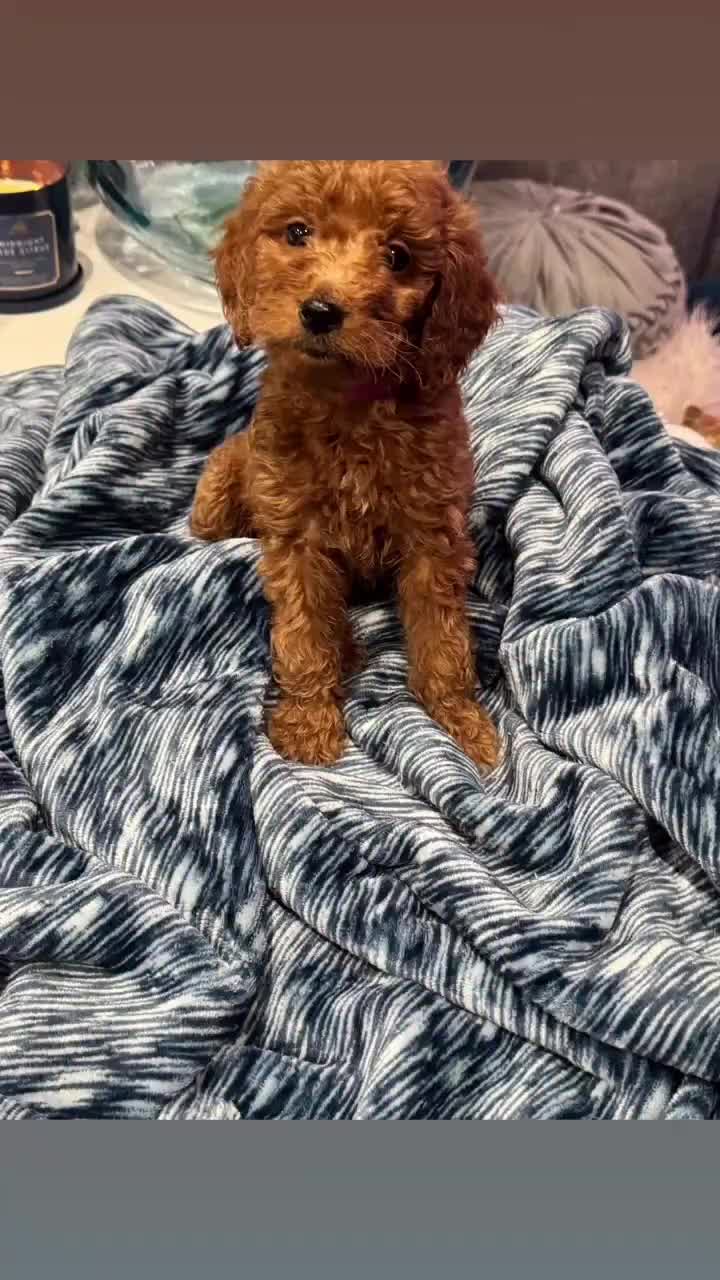Standard Poodle dogs for sale: Stevie J Brown collar - Video 1