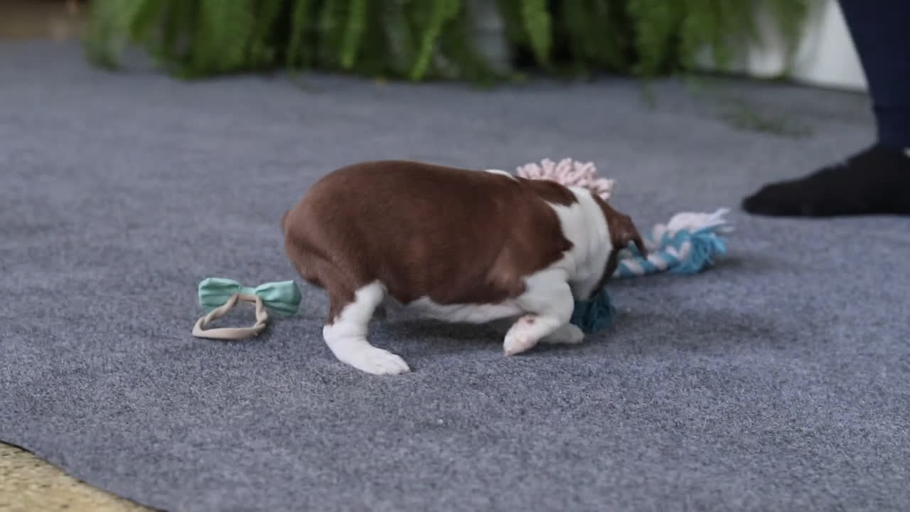 Boston Terrier dogs for sale: Rocky - Video 1