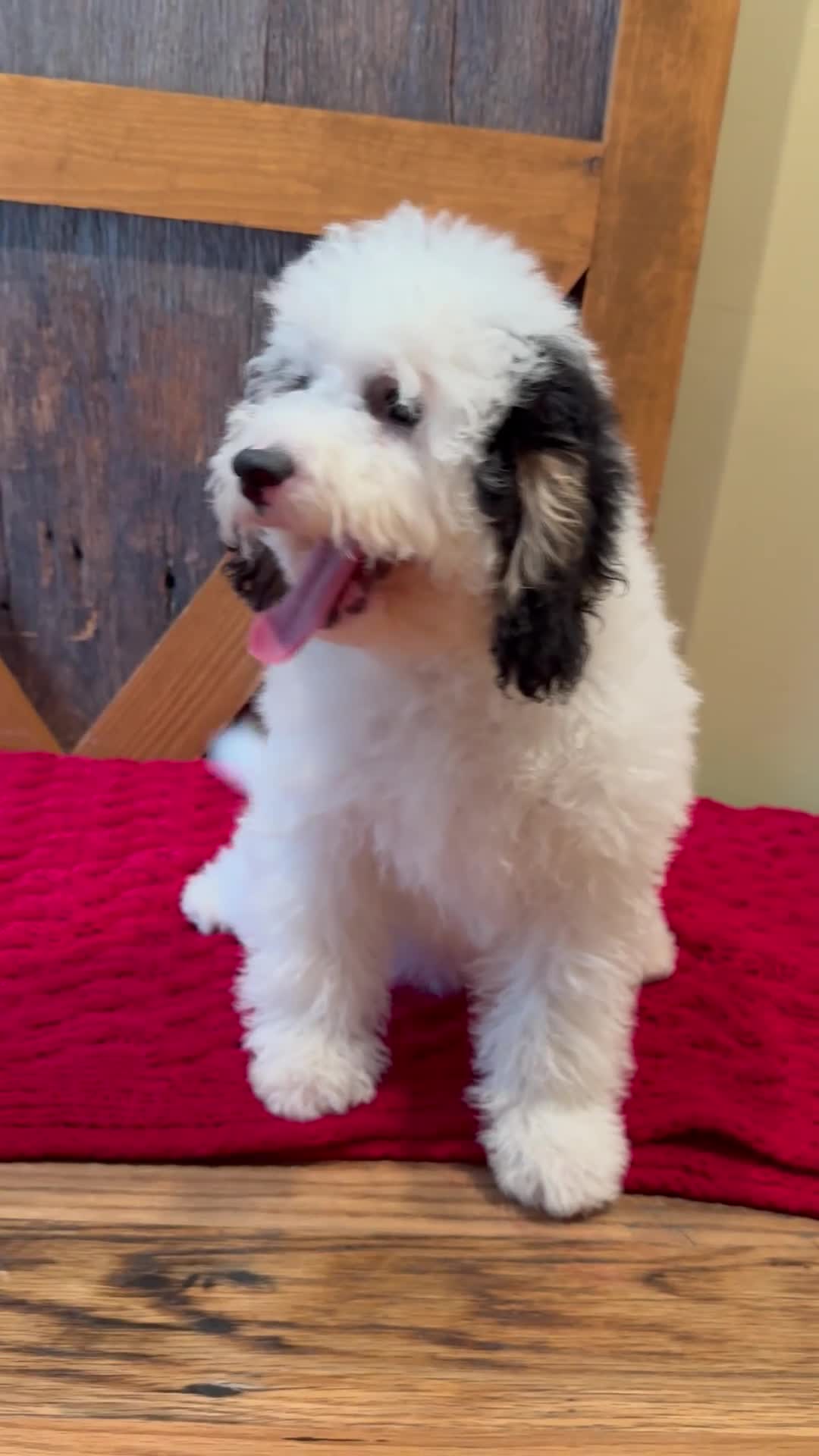 Mini Bernedoodle dogs for sale: Molly - Micro Mini Teddy Bear - Video 1