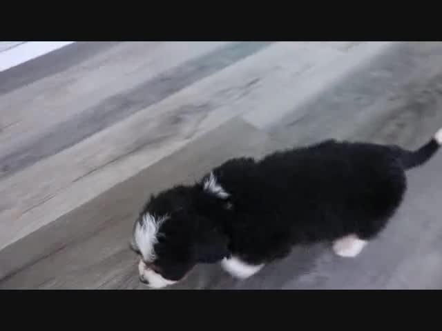 Mini Bernedoodle dogs for sale: Ellie - Video 7