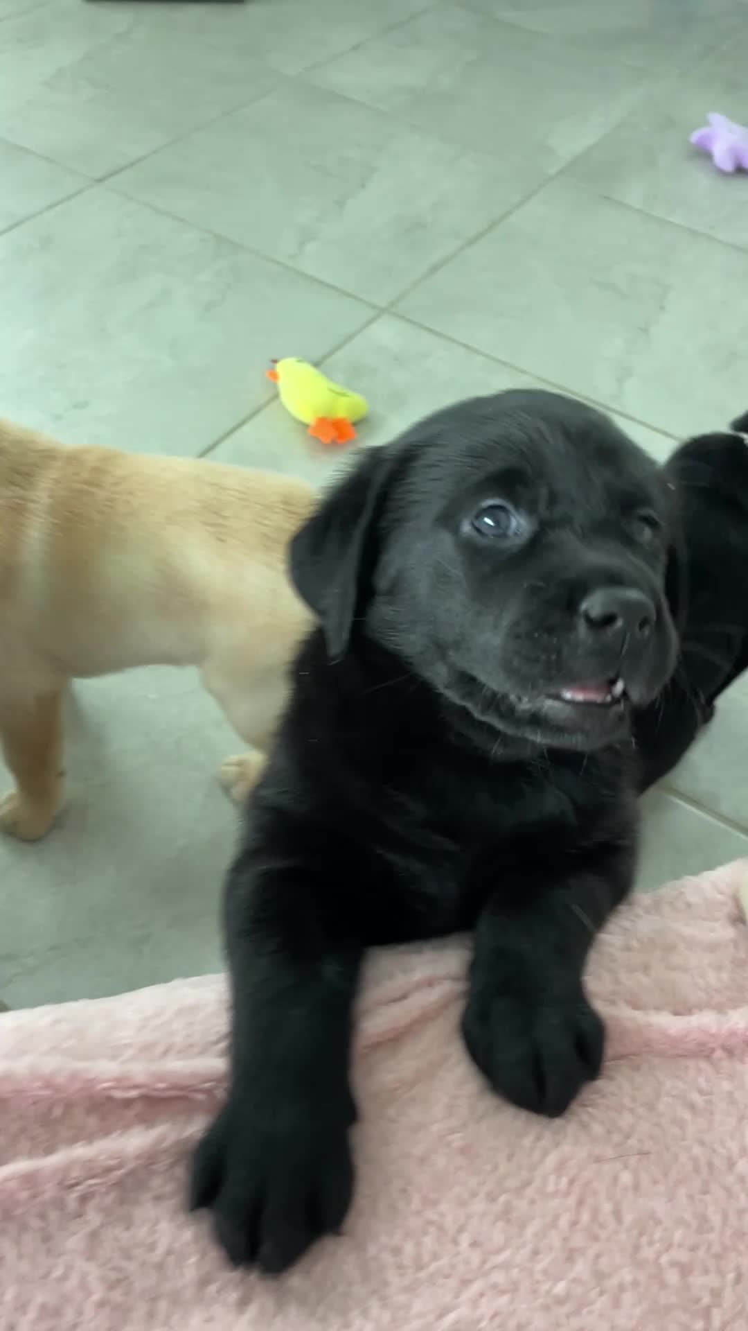 Labrador Retriever dogs for sale: Labrador Retriever 2 Honey  - Video 2