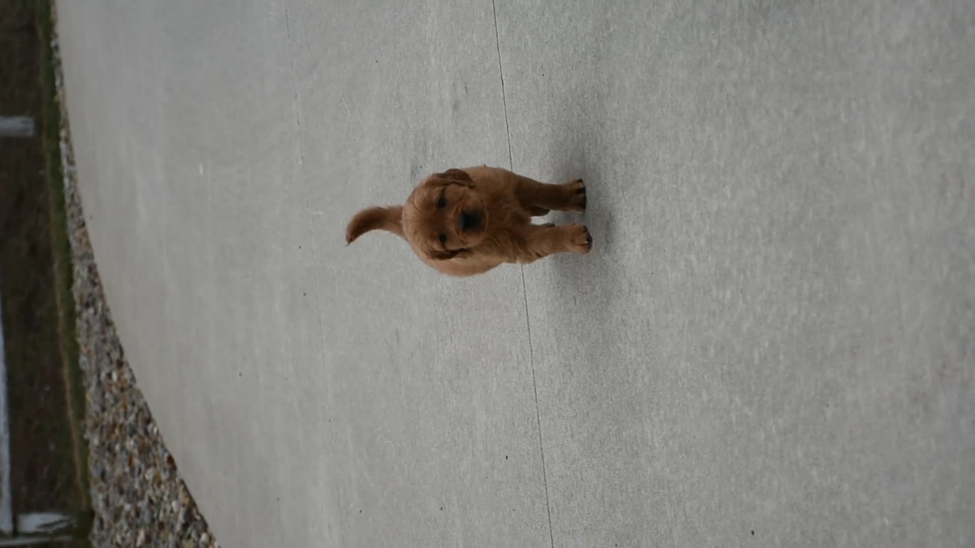 Golden Retriever dogs for sale: Ranger    Genetic/OFA - Video 1