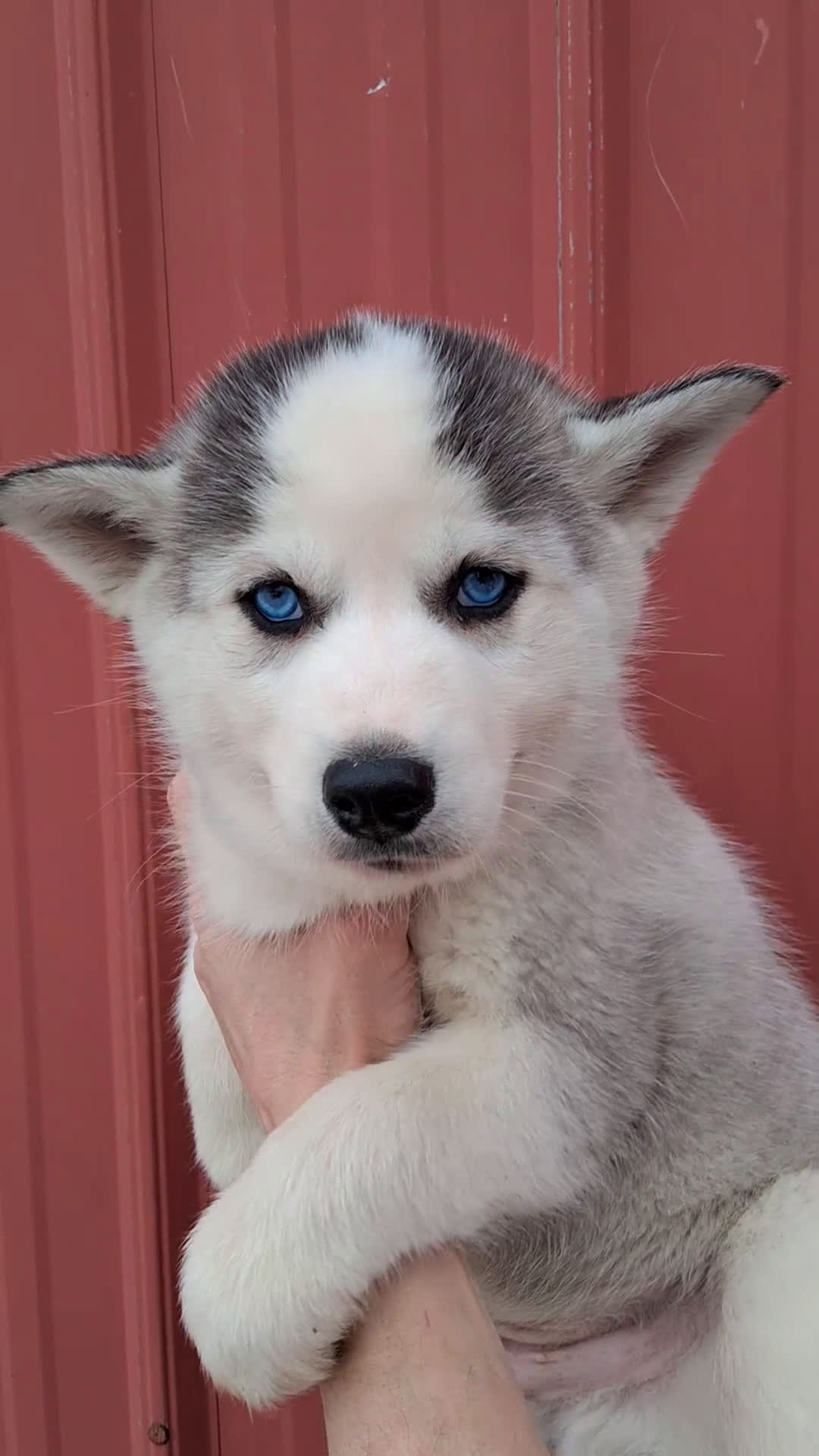 Siberian Husky dogs for sale: Trigger - Video 1