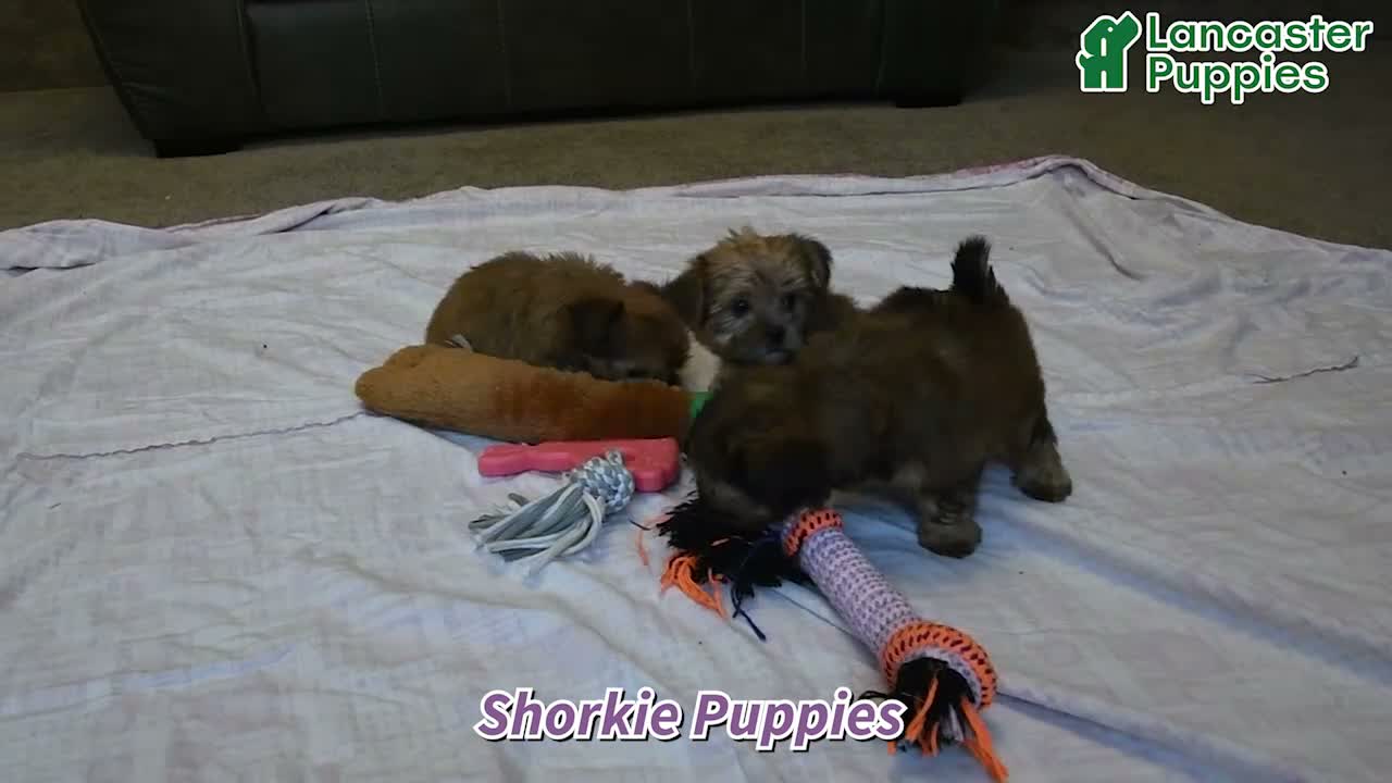 Shorkie dogs for sale: Victoria - Video 1