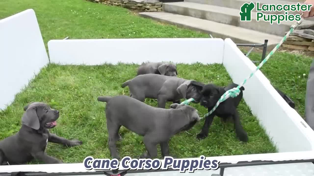 Cane Corso dogs for sale: Atlas - Video 1
