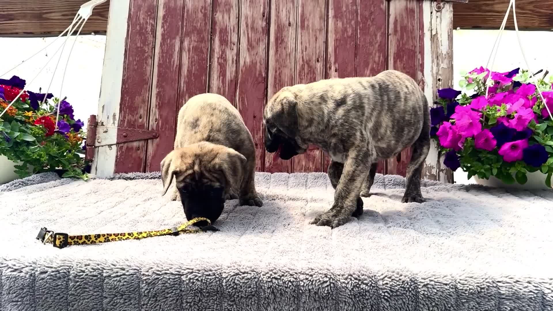 English Mastiff dogs for sale: Peggy - Video 1